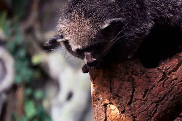 The binturong, also known as the bearcat, is a viverrid native to South and Southeast Asia