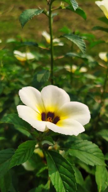 istock Yolanda tropical wild flower 1404543112