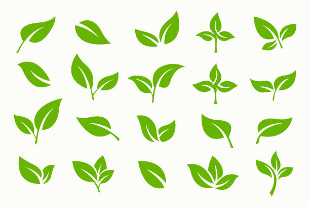 ilustraciones, imágenes clip art, dibujos animados e iconos de stock de icono de hoja verde y conjunto de vectores de logotipo. plantilla de negocio orgánico signos y símbolo. - leaf