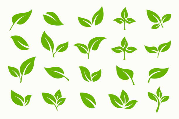 ilustrações, clipart, desenhos animados e ícones de ícone da folha verde e conjunto vetorial de logotipo. sinais e símbolos de modelo de negócios orgânicos. - folha