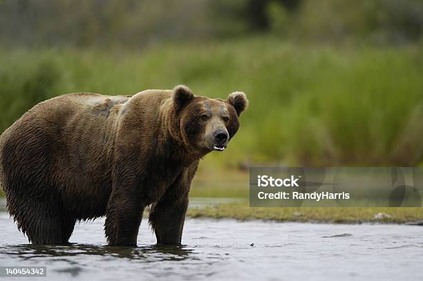 Photo libre de droit de Dénormes Ours Brun Debout Dans Brook Rivière banque d'images et plus d'images libres de droit de Alaska - État américain - Alaska - État américain, Animaux à l'état sauvage, Eau