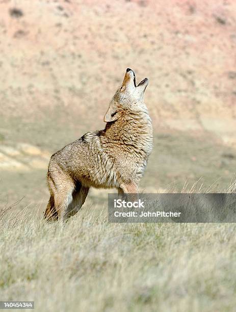 Coyote Uivando - Fotografias de stock e mais imagens de Coiote - Coiote, Uivar, Animal