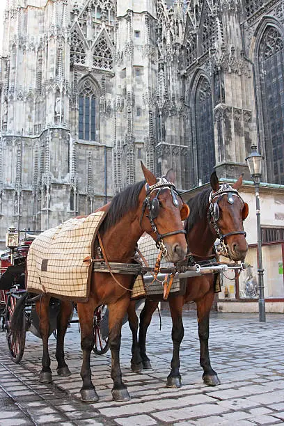 Traditional wedding coach in Vienna Austria