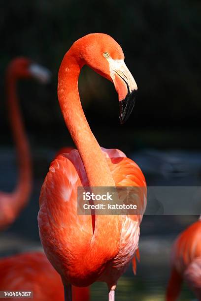 Flamingo - Fotografias de stock e mais imagens de Animal Cativo - Animal Cativo, Ao Ar Livre, Cor Viva