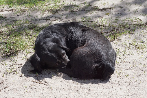 one big black stray dog lies and sleeps on the gray sand and green grass in the street