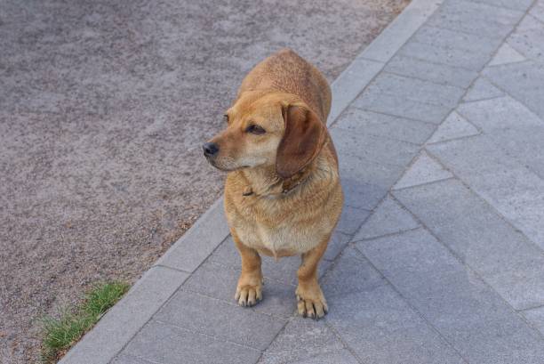 istock one brown dog stands on a gray pavement 1404543876
