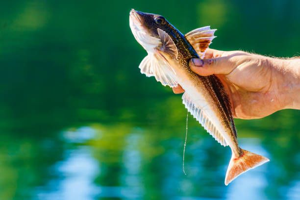 istock Fisherman holds fish in hand 1404543911