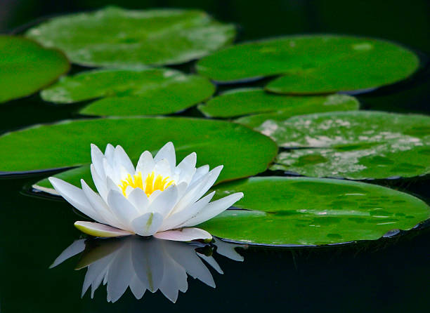 istock White water lily in a pond with lily pads 140454397