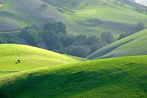 colinas cerca de mount diablo - mt diablo state park fotografías e imágenes de stock