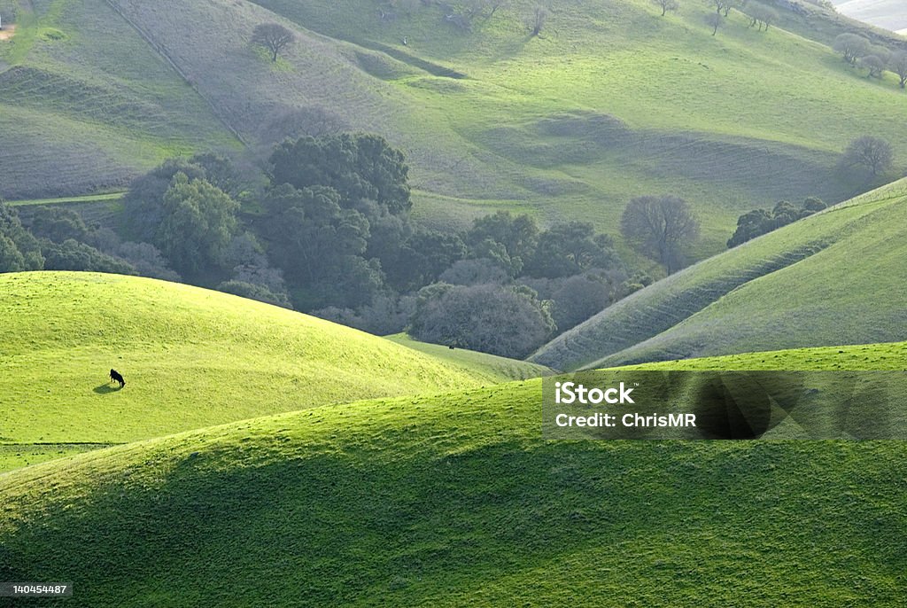 Wzgórza w pobliżu mount diablo - Zbiór zdjęć royalty-free (Stan Kalifornia)