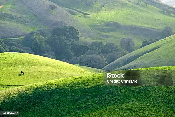 Wzgórza W Pobliżu Mount Diablo - zdjęcia stockowe i więcej obrazów Stan Kalifornia - Stan Kalifornia, Pole, East Bay Regional Park