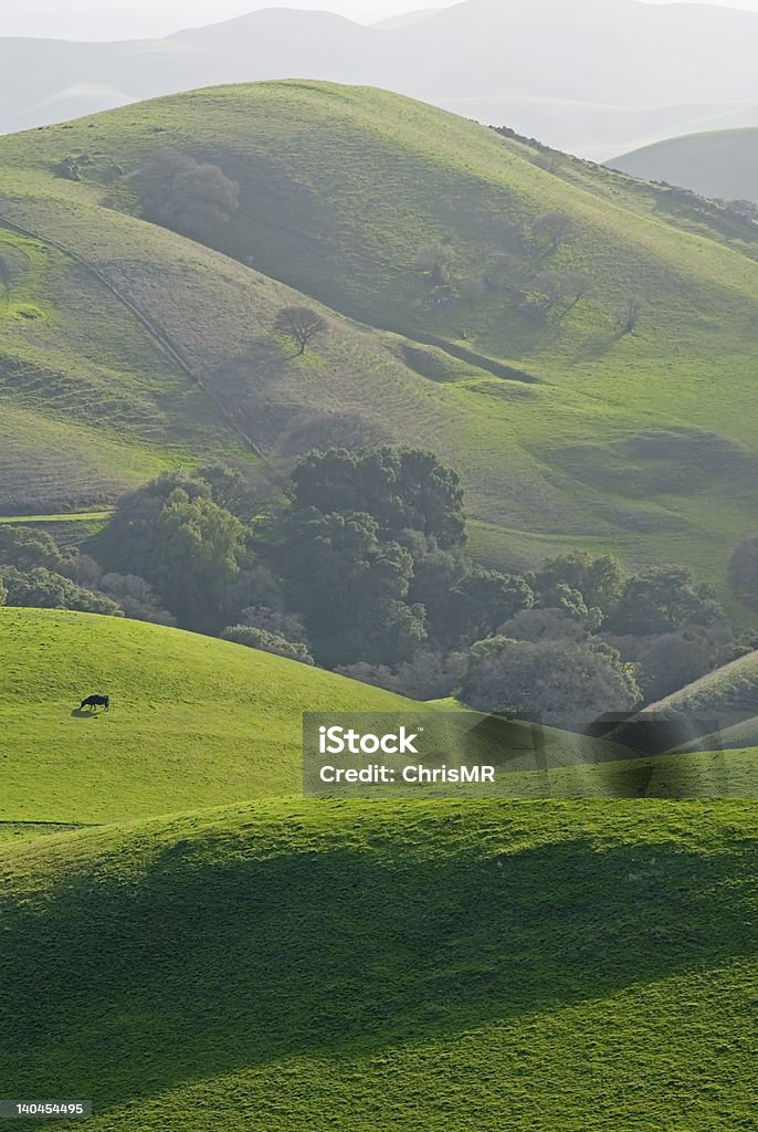 east bay countryside Cows grazing on slopes of mount diablo Green Color Stock Photo