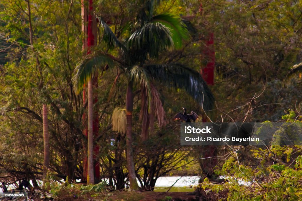 view of Centenario Park, with its lush vegetation, a coconut tree in the center and a bird known as Neotropic Cormorant perched on the branches of a tree. view of Centenario Park, with its lush vegetation, a coconut tree in the center and a bird known as Neotropic Cormorant perched on the branches of a tree - MOGI DAS CRUZES, SAO PAULO, BRAZIL. Animal Stock Photo