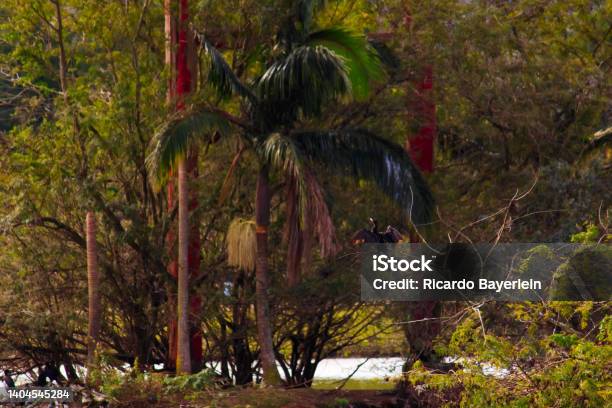 View Of Centenario Park With Its Lush Vegetation A Coconut Tree In The Center And A Bird Known As Neotropic Cormorant Perched On The Branches Of A Tree Stock Photo - Download Image Now