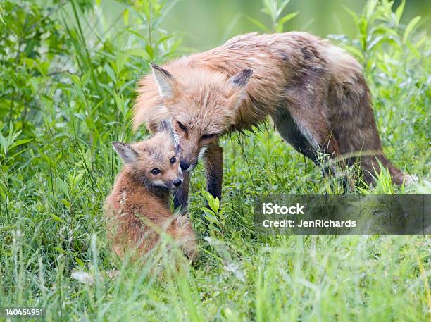 Red Fox Bonding Stock Photo - Download Image Now - Animal Wildlife, Care, Fox
