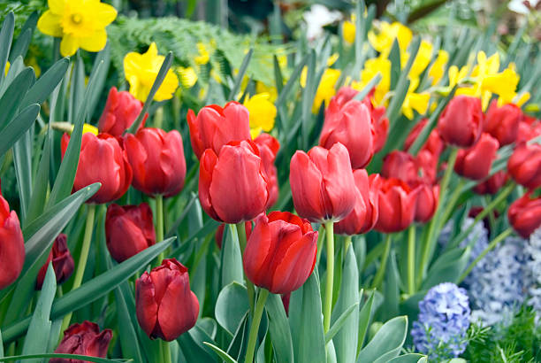 Tulipes rouges - Photo