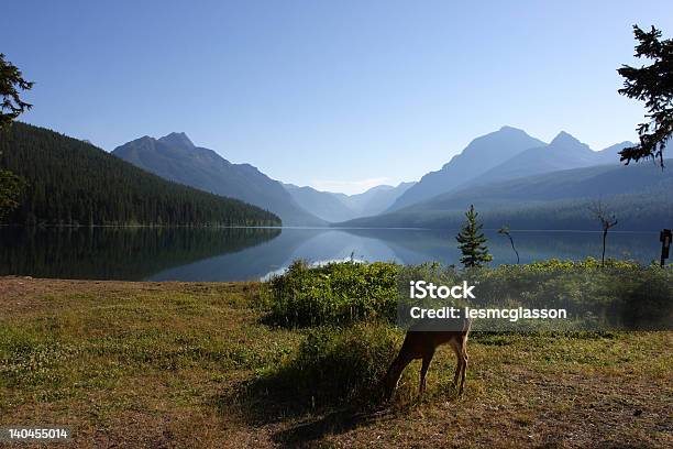 Mattina Sul Lago Bowman 2 - Fotografie stock e altre immagini di Ambientazione esterna - Ambientazione esterna, Catena di montagne, Cervo - Cervide