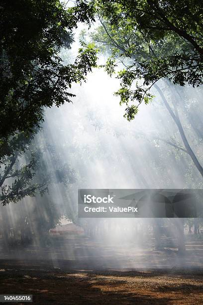 Luz Mágica - Fotografias de stock e mais imagens de Nogueira - Nogueira Amarga - Nogueira - Nogueira Amarga, Ao Ar Livre, Bosque