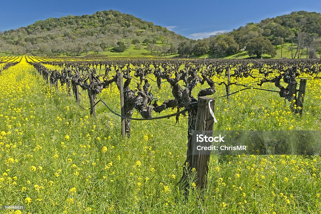 napa Vinho do país - Royalty-free Flor Foto de stock