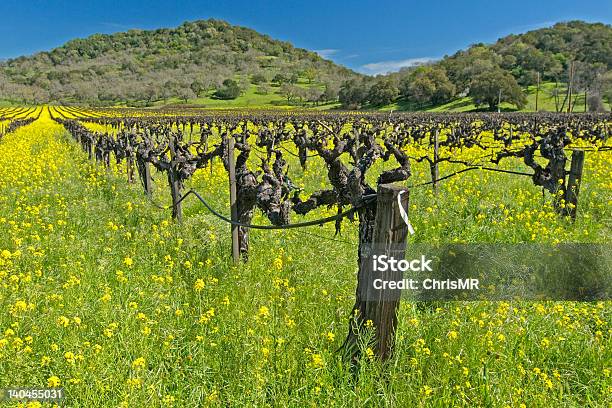 Napa Vinho Do País - Fotografias de stock e mais imagens de Flor - Flor, Vinha, Agricultura