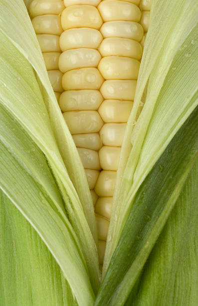 Fresh Corn. stock photo