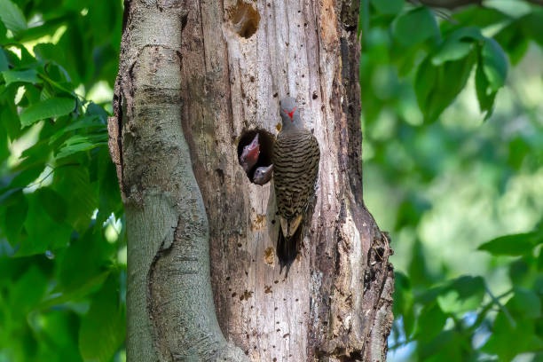 istock The Northern flicker (Colaptes auratus 1404550506