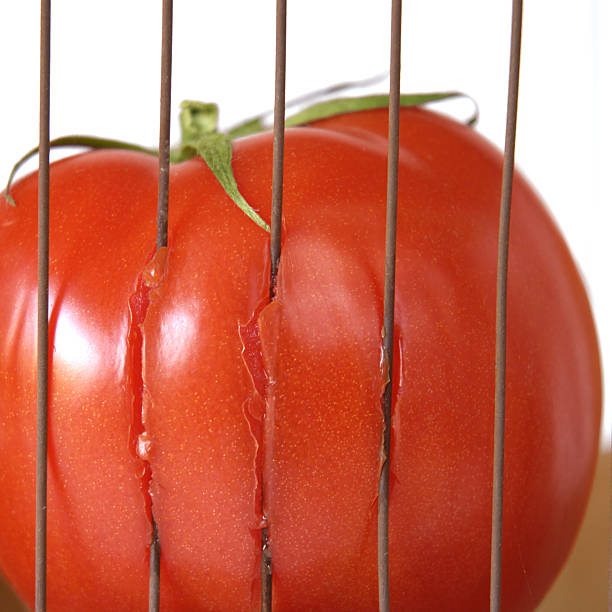 caged tomato Close up of a red tomato squeezed over a metal fence, part of its skin torn, over a white and ochre background. tomato cages stock pictures, royalty-free photos & images