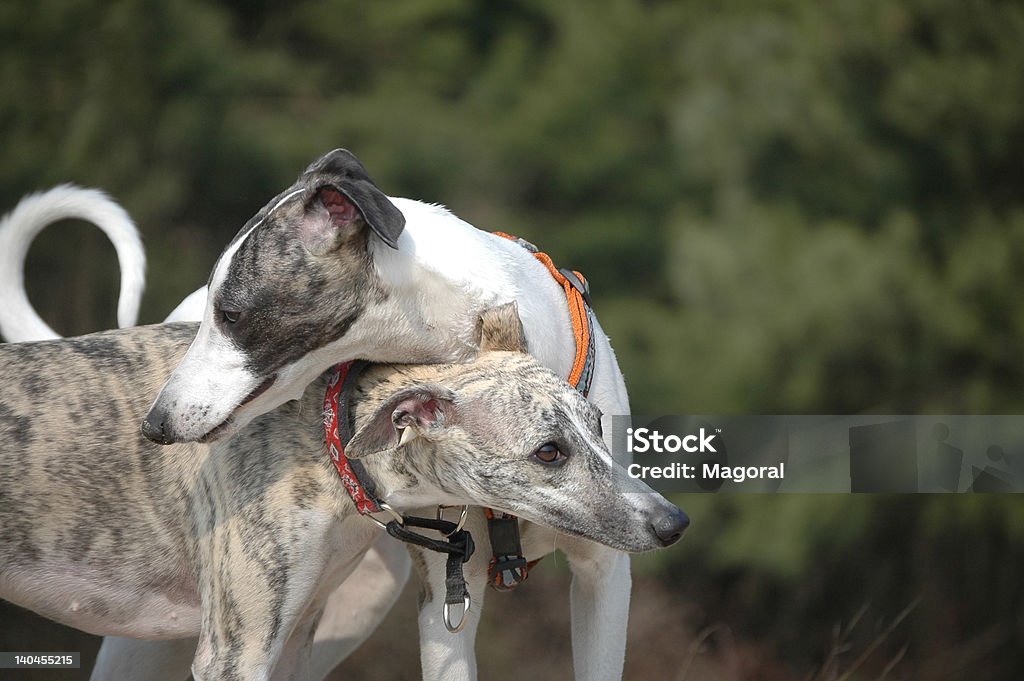 Whippets frends - Zbiór zdjęć royalty-free (Greyhound)