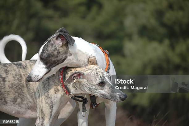 Whippets Frends - zdjęcia stockowe i więcej obrazów Greyhound - Greyhound, Chłopcy, Część ciała zwierzęcia