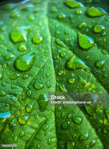 Leaf Stock Photo - Download Image Now - Beauty In Nature, Botany, Brand Name Smart Phone