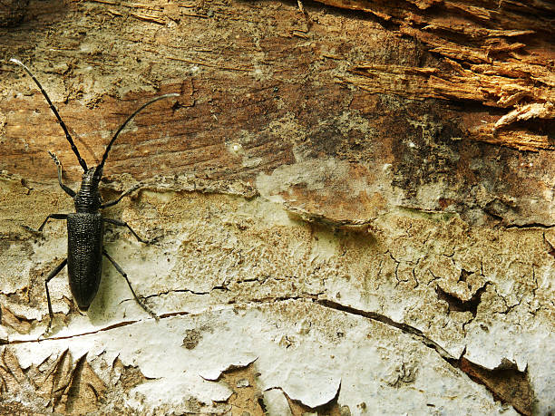 bug on wooden grunge background stock photo