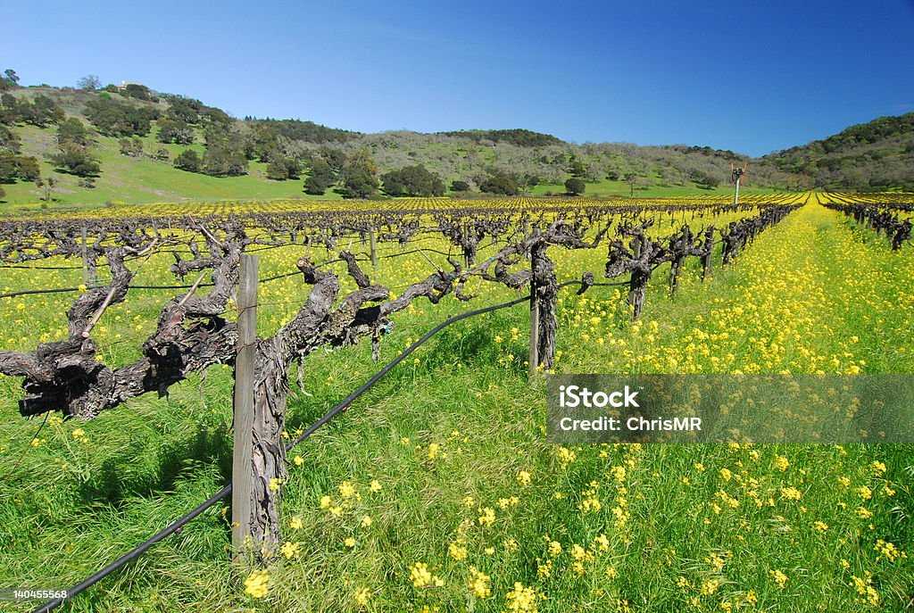 Wine country - Lizenzfrei Napa Valley Stock-Foto