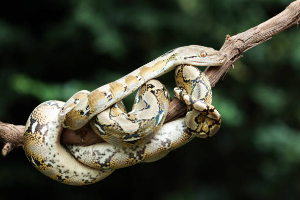 Green Balll Python Green Ball Python Stock Photos, Pictures & Royalty-Free Images - iStock