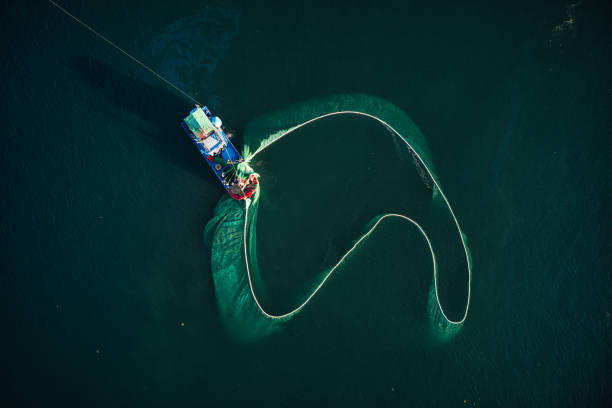 istock Anchovy fishing 1404556691