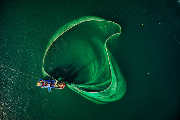 Anchovy fishing