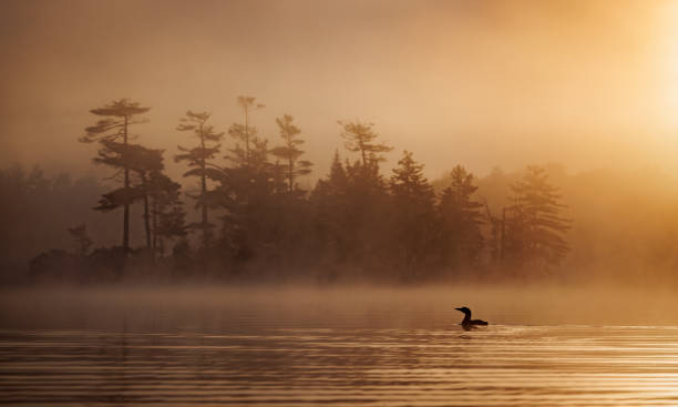 istock Common Loon in Maine 1404558378