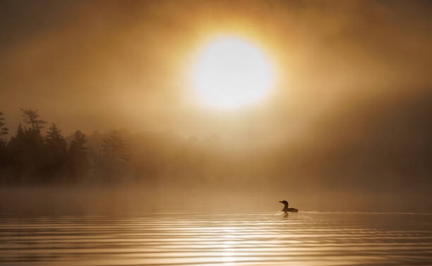 istock Common Loon in Maine 1404558411