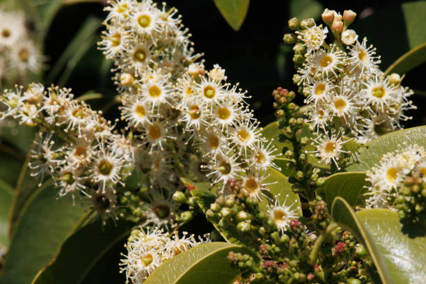 istock PRUNUS ILICIFOLIA LYONII BLOOM - SAN DIEGO COUNTY - 020922 1404558699