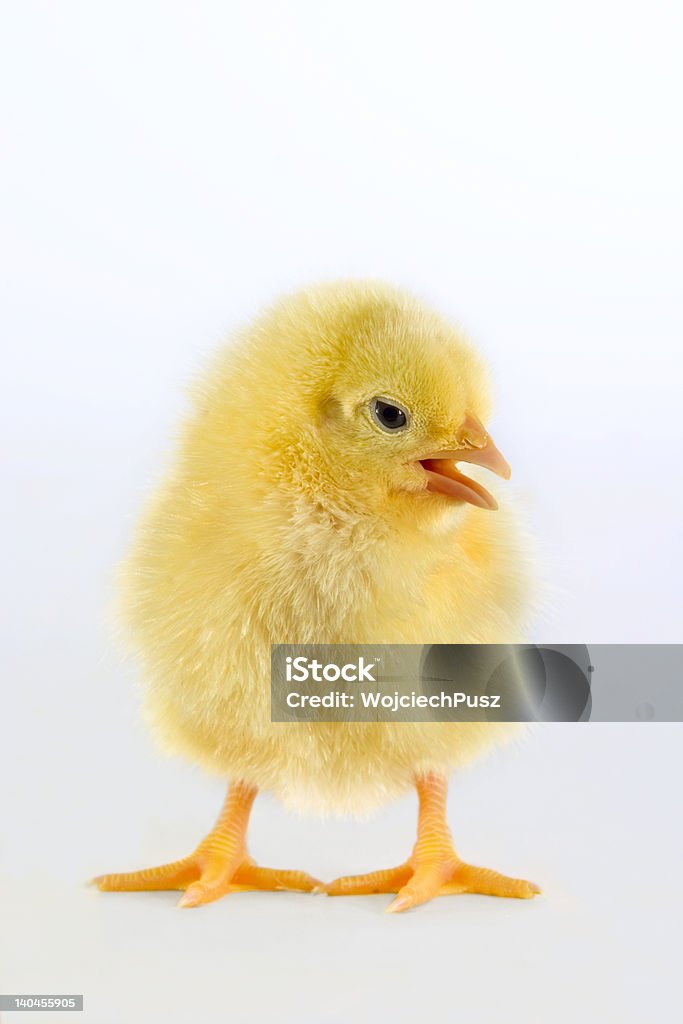 Neonati Pollo di Pasqua su sfondo bianco - Foto stock royalty-free di Agricoltura