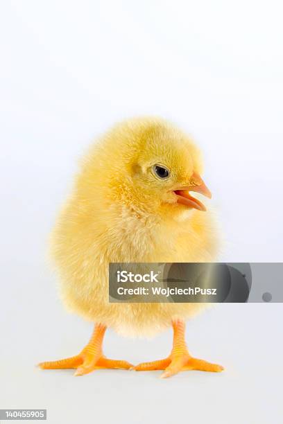 Neonati Pollo Di Pasqua Su Sfondo Bianco - Fotografie stock e altre immagini di Agricoltura - Agricoltura, Ala di animale, Animale