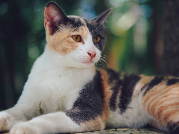 istock cute little thai cat 1404559380