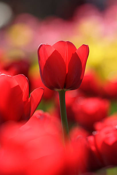 lots of red tulips stock photo