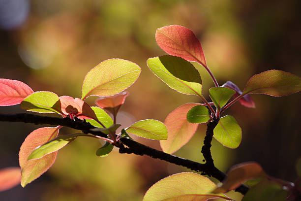 Fresh leaves stock photo