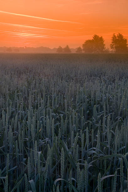 lever du soleil et le vert fleur - siena province tuscany italy fog photos et images de collection