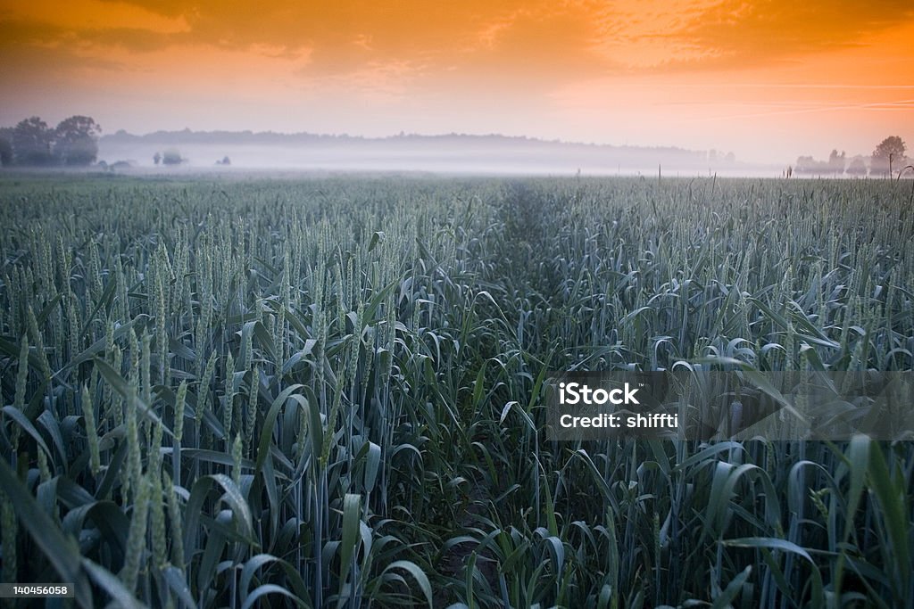 Lever du soleil et brouillard du matin. - Photo de Agriculture libre de droits