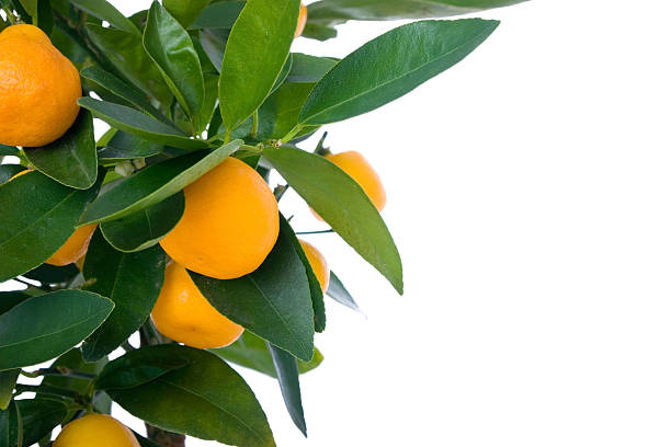 pomarańcza w średnich z leafes - leafes fruit orange leaf zdjęcia i obrazy z banku zdjęć