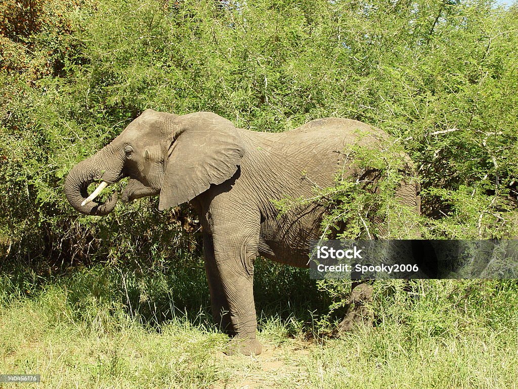 Amplio elefante matriarch pastoreo en el casquillo. - Foto de stock de Aire libre libre de derechos