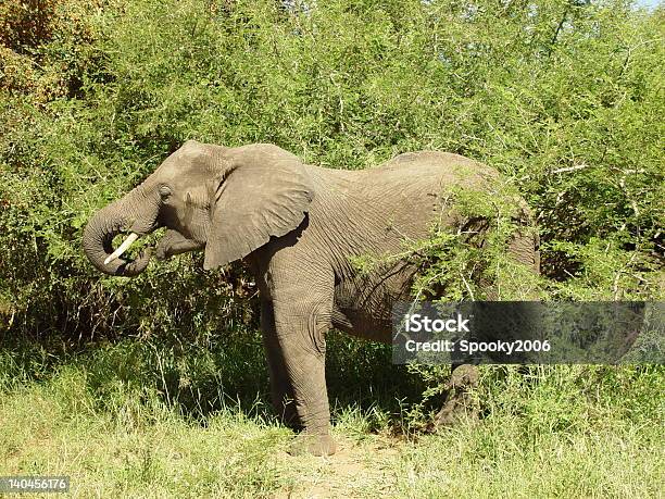 Amplio Elefante Matriarch Pastoreo En El Casquillo Foto de stock y más banco de imágenes de Aire libre