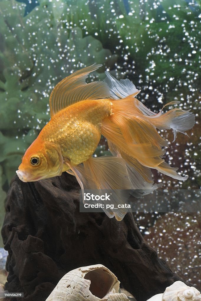 Pesce rosso - Foto stock royalty-free di Acqua