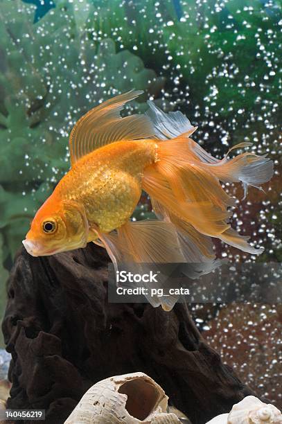 Pesce Rosso - Fotografie stock e altre immagini di Acqua - Acqua, Acquario - Prodotti per animali domestici, Acquarium